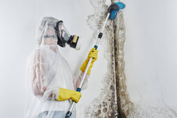 Best Mold Damage Repair  in Mcguire Af, NJ