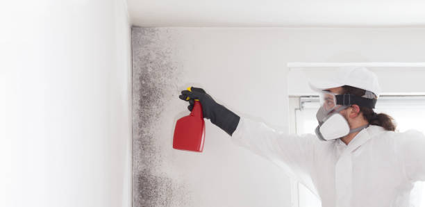 Best Fast Mold Removal  in Mcguire Af, NJ