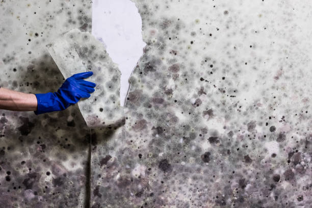 Best Mold Remediation  in Mcguire Af, NJ