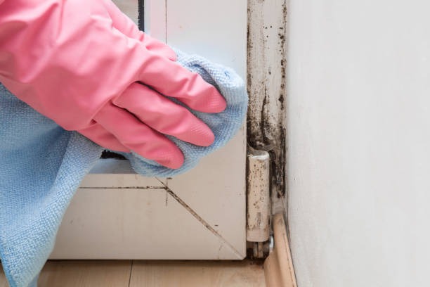 Best Emergency Mold Removal  in Mcguire Af, NJ
