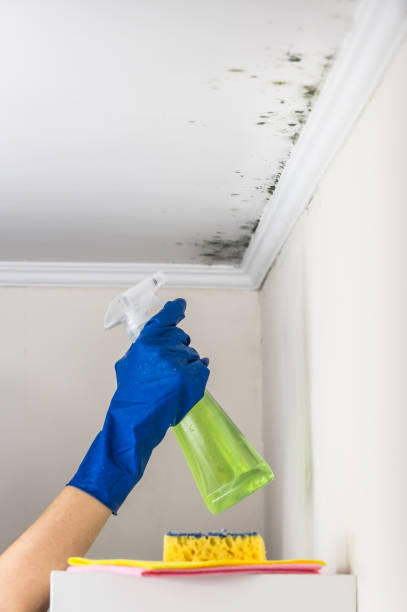 Best Residential Mold Removal  in Mcguire Af, NJ