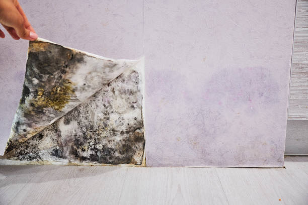 Best Mold Damage Repair  in Mcguire Af, NJ